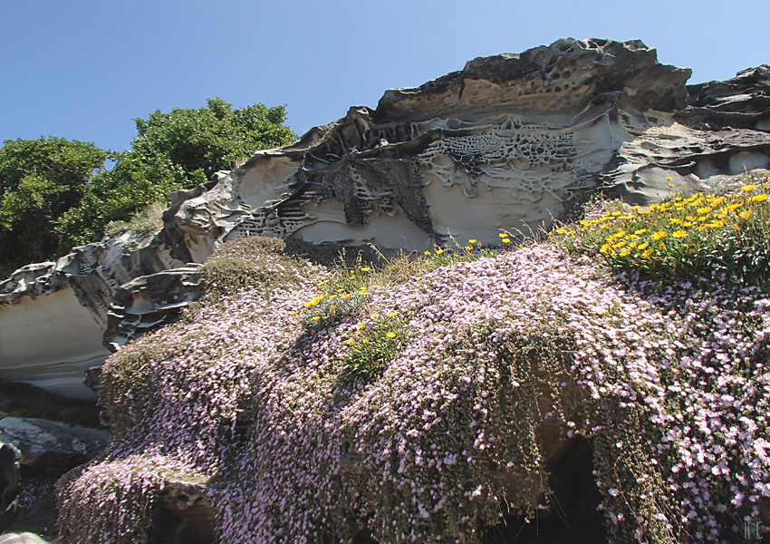 111-bondi-path-rocks-flowers