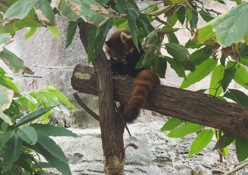 114-taronga-red-panda