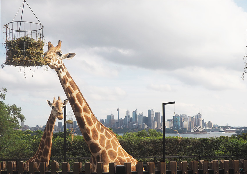 114-taronga-zoo-giraffes