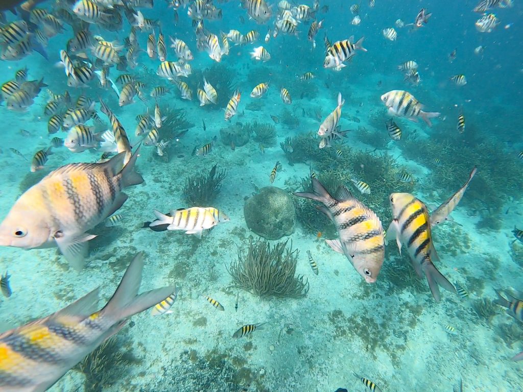 Swimming with the fishies in Isla Mujeres